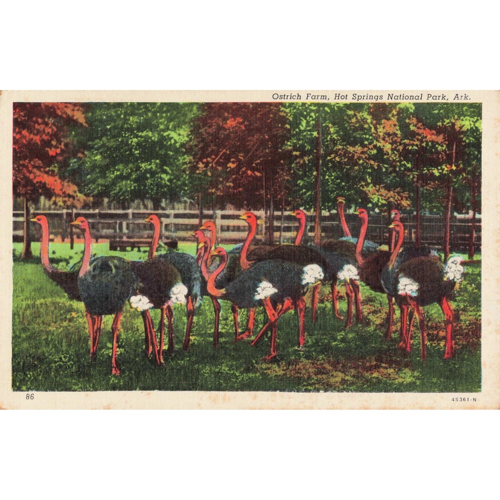 Hot Springs National Park AR Ostrich Farm Linen Postcard Curteich 45361-N